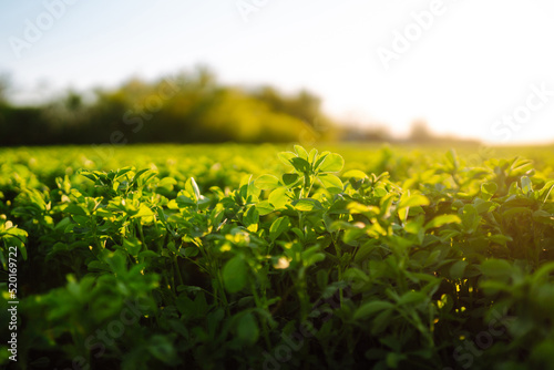 Bild auf Leinwand Green field of lucerne (Medicago sativa) summer time against sunlight