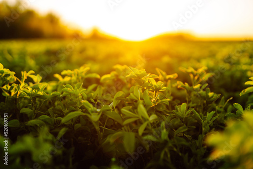 Obraz na plátně Green field of lucerne (Medicago sativa) summer time against sunlight