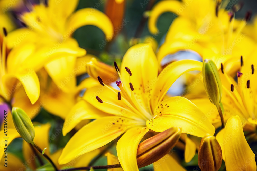 Obraz premium yellow lily flowers in the summer garden. the background is floral