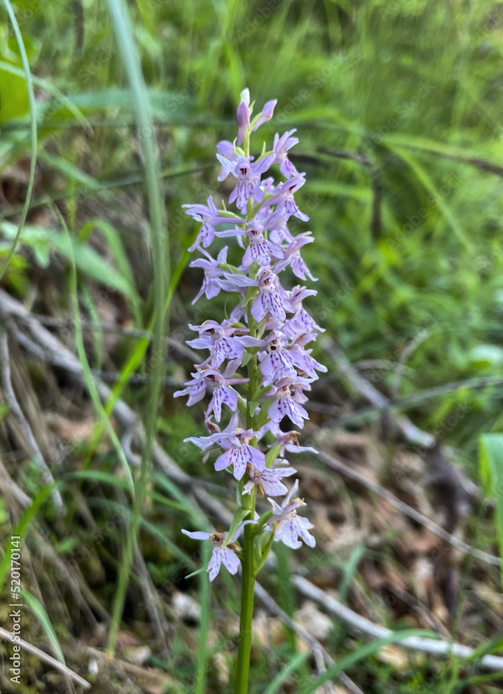Geflecktes Knabenkraut, Flecken-Fingerwurz (Dactylorhiza) Geflecktes Knabenkraut, Flecken-Fingerwurz (Dactylorhiza)