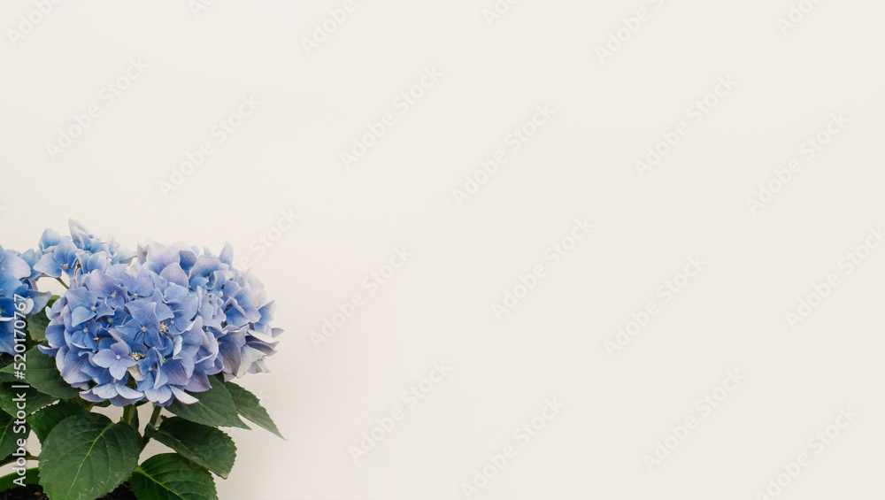 Fototapeta premium Flowers composition from blue hydrangea flowers on white background. 