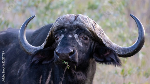 An African buffalo in the wild