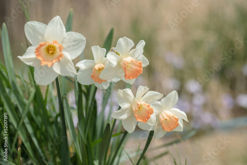 Fototapeta Group of white narcissus with pink corona.
