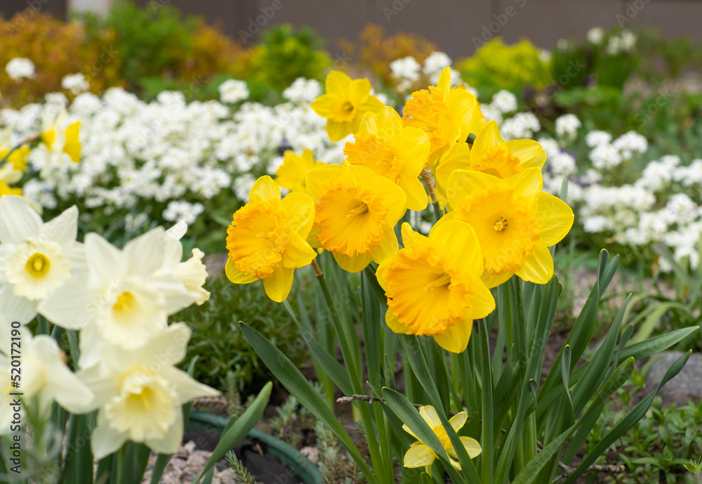 Obraz premium Yellow flowers daffodils in a flower bed. Spring flower Narcissus. Beautiful bush in the garden. Nature background. Spring flowering bulb Daffodil plants
