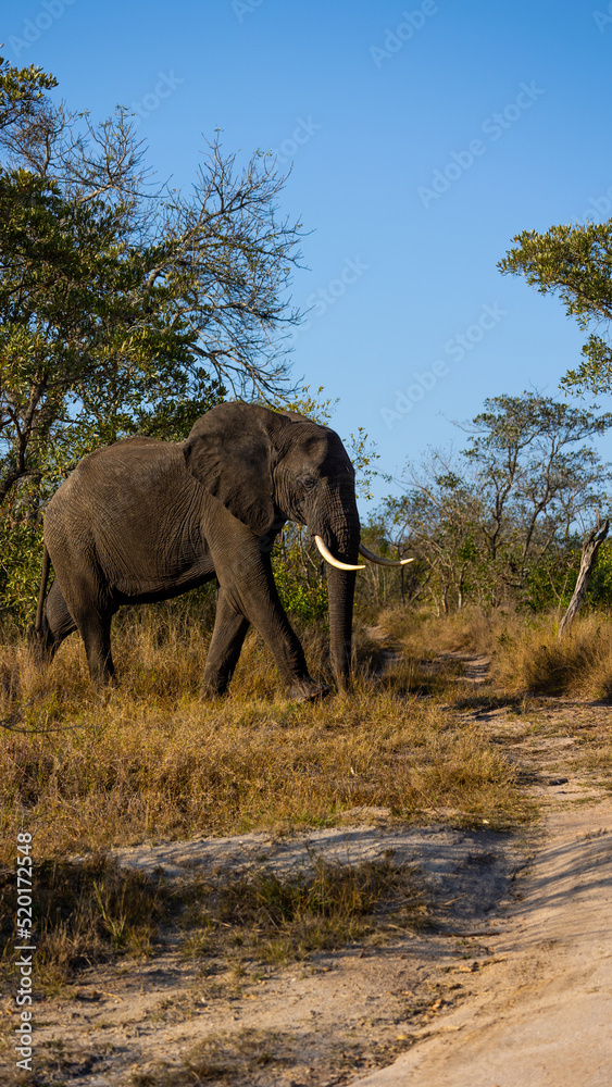 Naklejka premium African elephant on the move