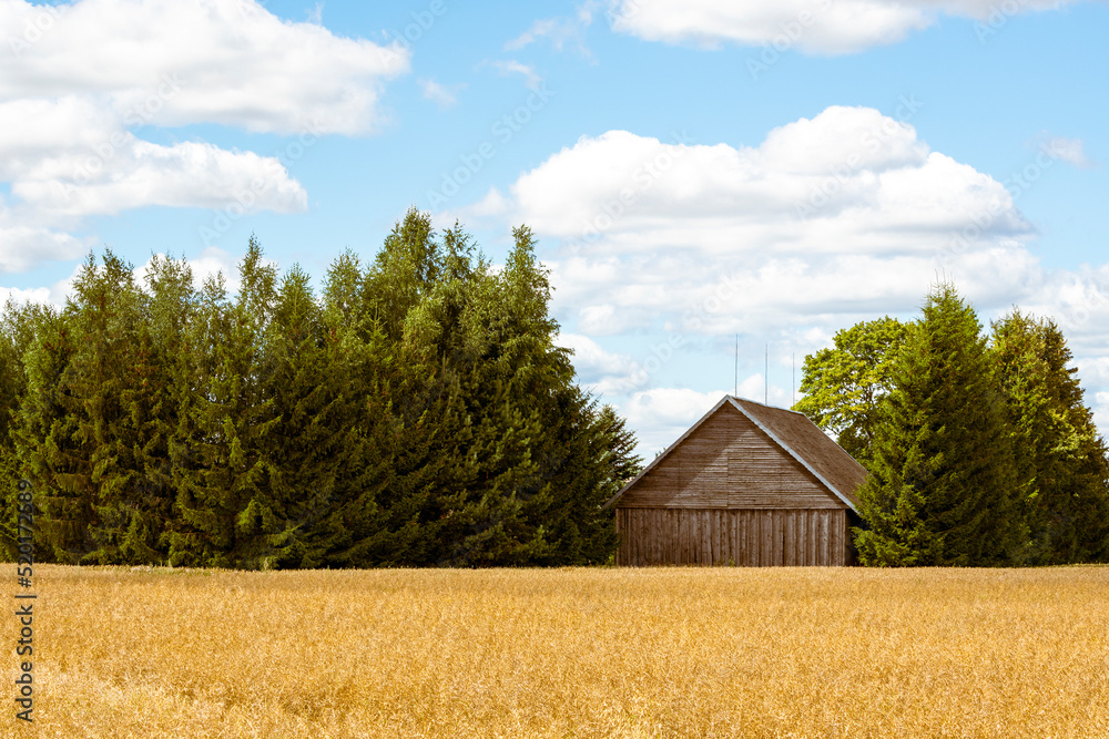 Obraz premium Barn in the middle of wheat field