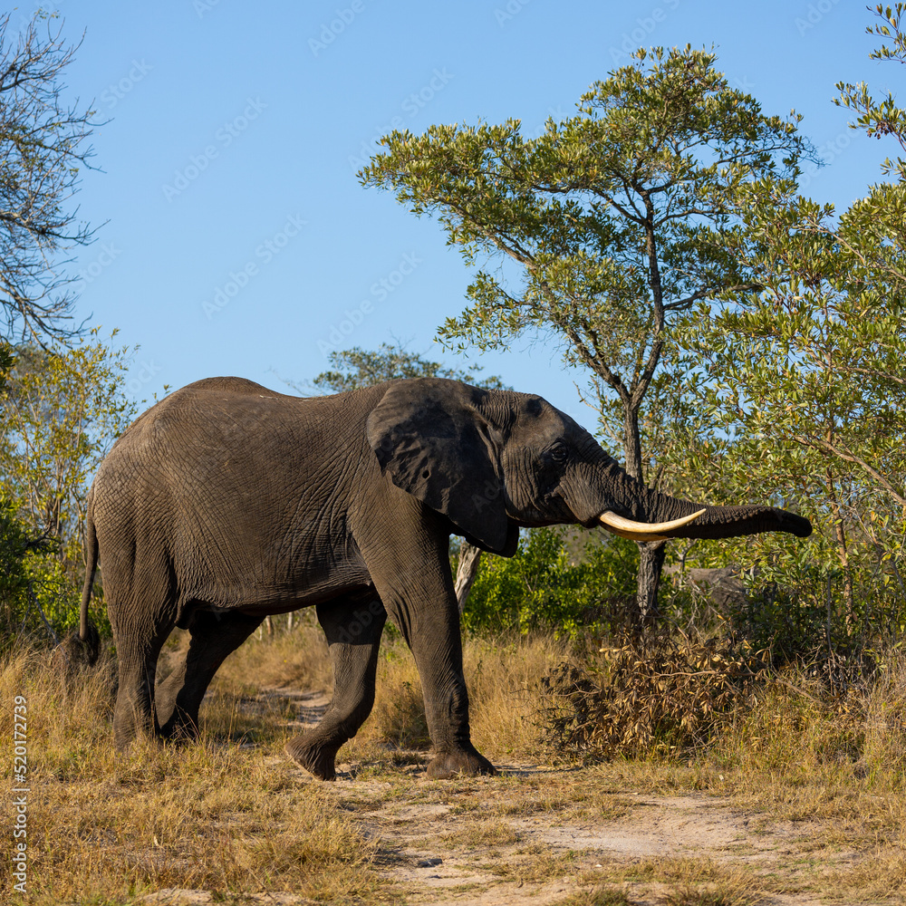 Fototapeta premium African elephant on the move