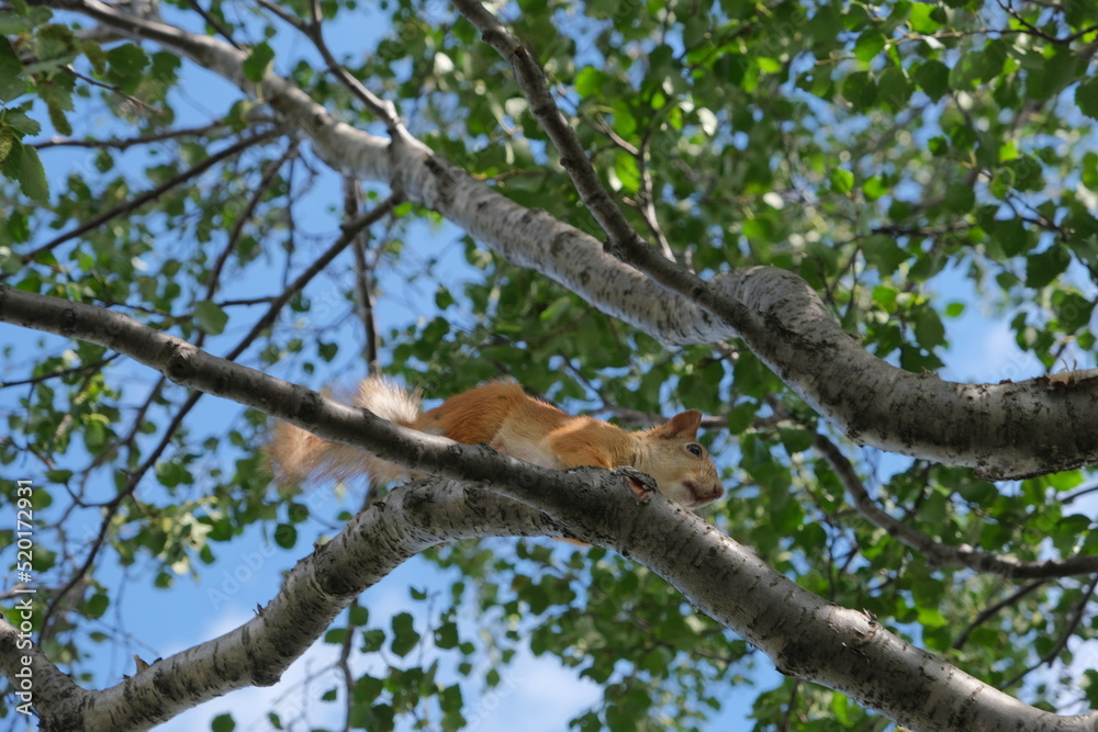 Squirrel jumps on a tree, Polar Alpine Botanical Garden, Murmansk region, Russia Squirrel jumps on a tree, Polar Alpine Botanical Garden, Murmansk region, Russia