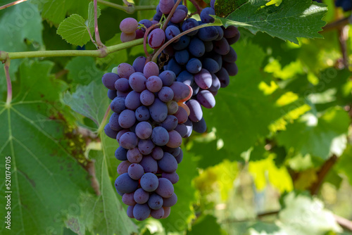 Wallpaper Mural Vineyards. Plantation of grapes for wine in an artisanal winery Torontodigital.ca