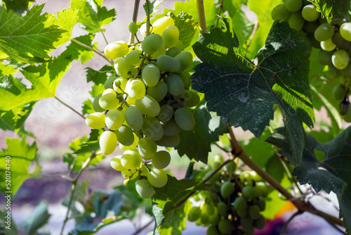  Bunch of grapes hanging on a vine on a blurred background