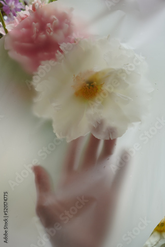 Hands touching white peonies in abstract soft blurred filter in light background. Sensitive floral background