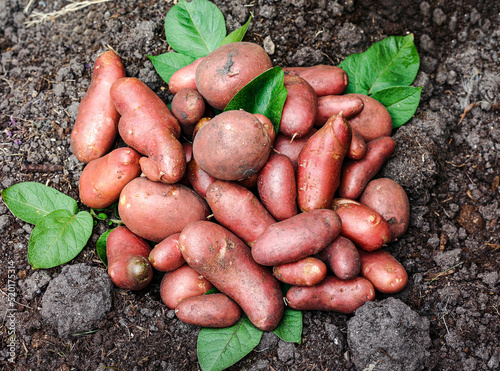 Fototapeta Naklejka Na Ścianę i Meble -  Close up pile of red potatoes with green leaves on dark brown soil, fresh harvest from home grown farm. 