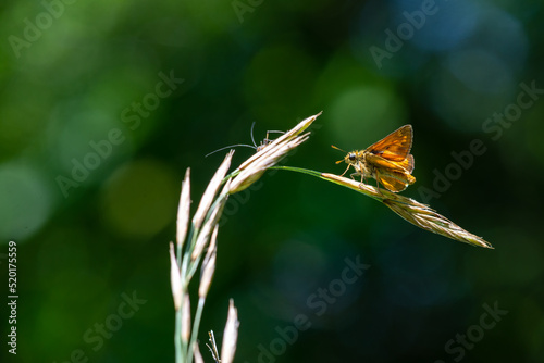 Butterfly on grass stalk Large skipper Ochlodes sylvanus photo