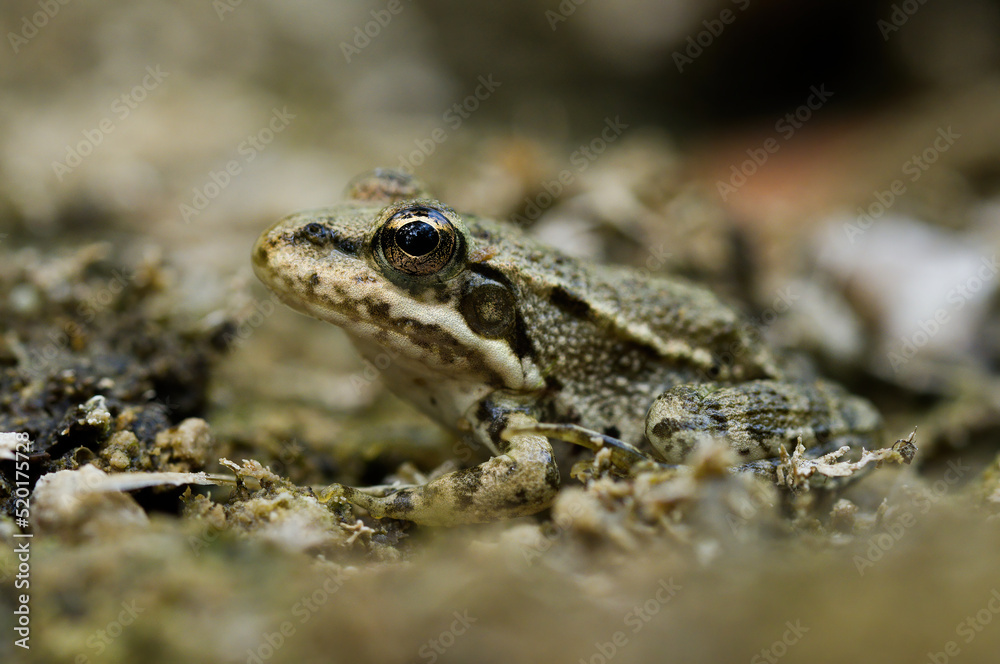 Fototapeta premium European green frog in Provence, in the south of France