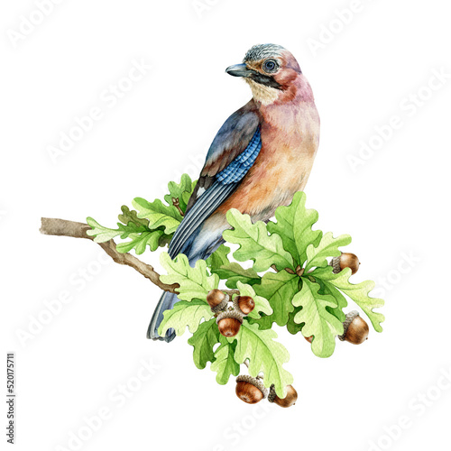 European jay bird on the oak tree branch. Watercolor illustration. Hand drawn realistic jay perched on the oak branch with green leaves and acorns. Wildlife bird. White background