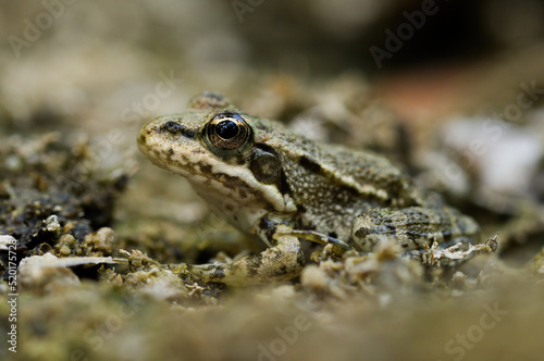 European green frog in Provence, in the south of France