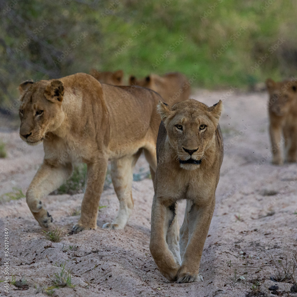 Obraz premium lion pride is on the move