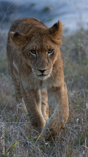 lion cub on the move