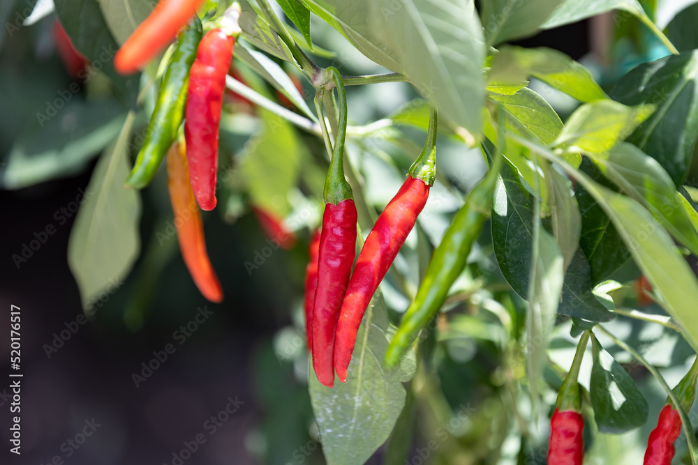 Cayenne pepper. It's a hot chili pepper used to flavor dishes. Most varieties are generally rated at 30,000 to 50,000 Scoville units. Cayenne pepper. It's a hot chili pepper used to flavor dishes. Most varieties are generally rated at 30,000 to 50,000 Scoville units.
