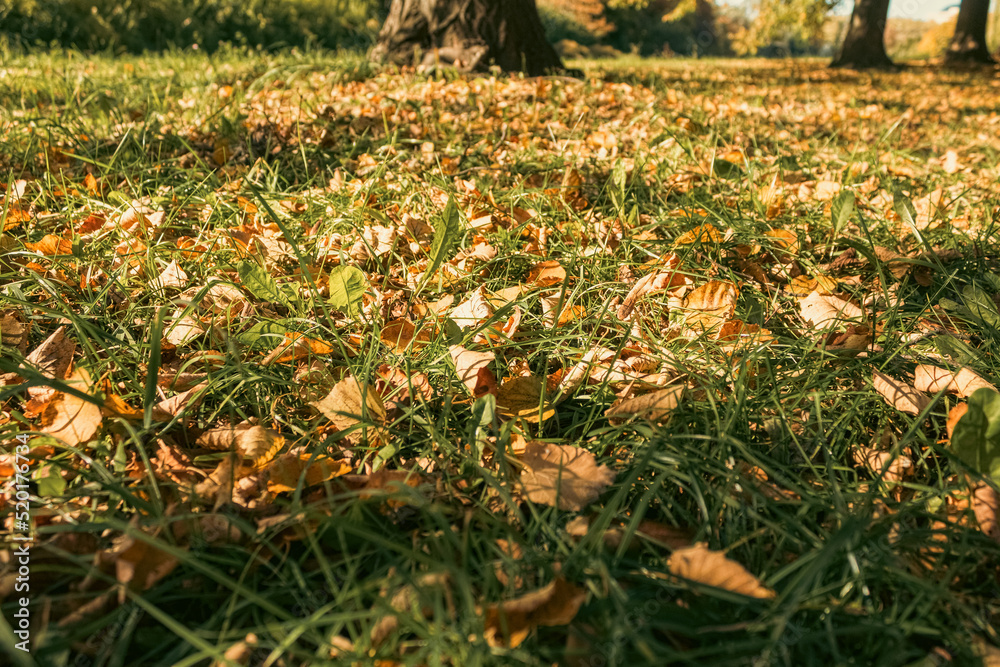 Obraz premium Fallen yellow leaves on the ground on an autumn day