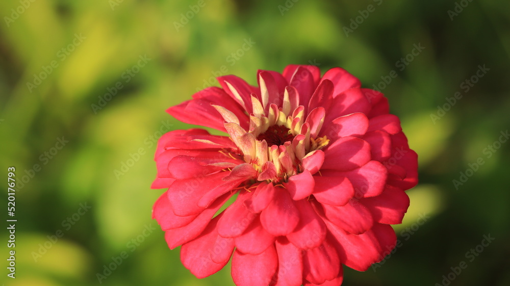 zinnia flower blooming with pink petals zinnia flower blooming with pink petals