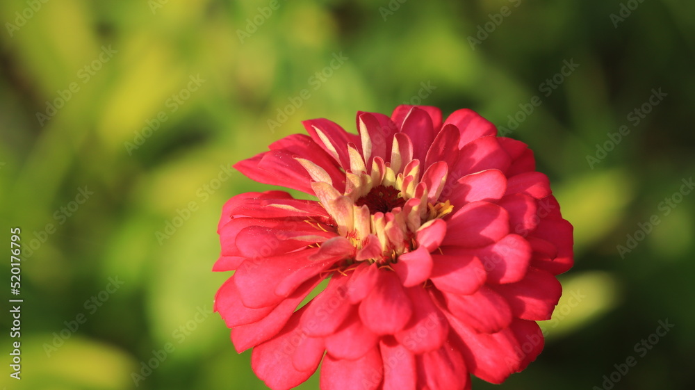 zinnia flower blooming with pink petals zinnia flower blooming with pink petals
