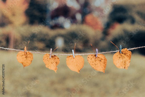 Yellow autumn leaves are hung on a rope photo