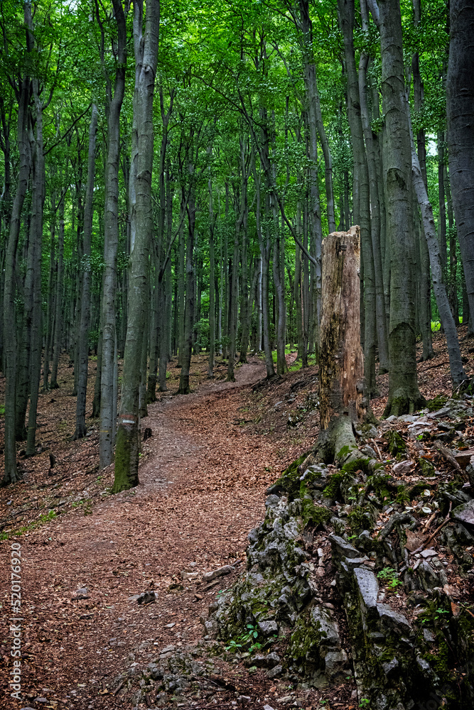 Footpath in deciduous forest, Little Carpathians, Slovakia Footpath in deciduous forest, Little Carpathians, Slovakia