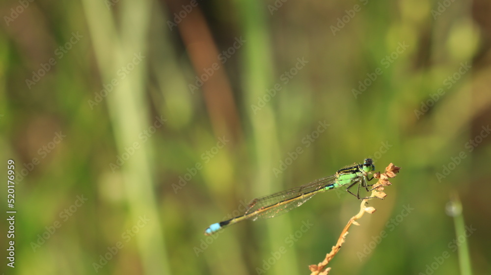 a little dragonfly on the grass a little dragonfly on the grass