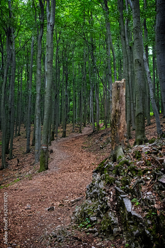 Footpath in deciduous forest, Little Carpathians, Slovakia