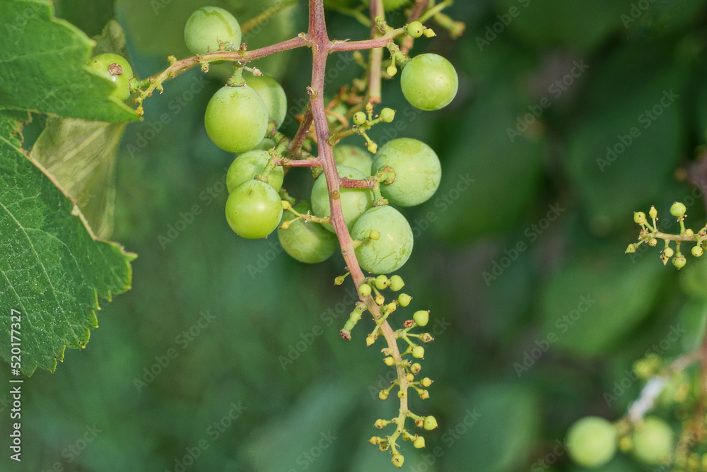 branch with green grapes among leaves in a summer garden