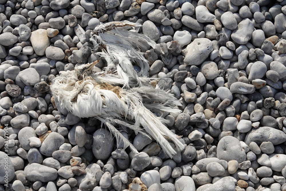 voir un petit oiseau mort