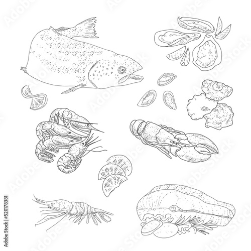 Vector vintage sketch seafood, hand drawn seafood delicacy, restaurant and marine cuisine cafe menu, packaging design.