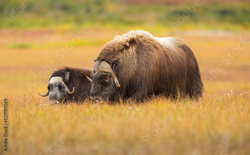 Pair of Musk Oxen (Ovibos moschatos) on the tundra in Alaska in autumn
