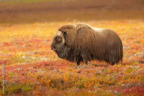 Musk Ox (Ovibos moschatos) on the tundra in autumn colors in the vicinity of Nome, Alaska