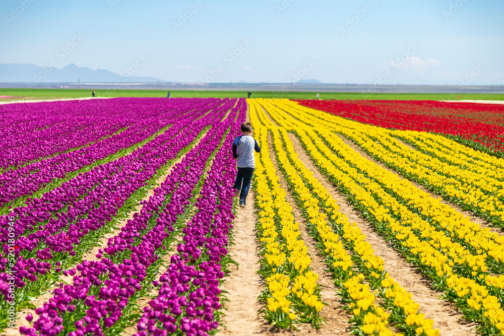 A magical landscape with blue sky over tulip field in KONYA TURKEY. colorful flowers