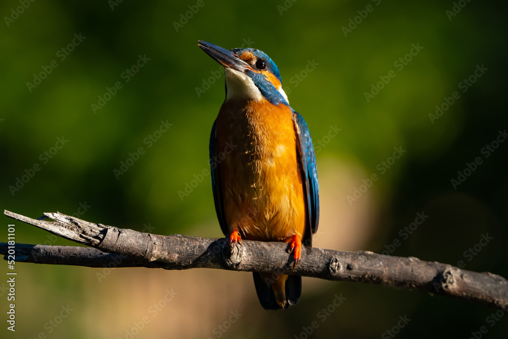 Naklejka premium kingfisher on a branch near the river waiting for a fish in the sun
