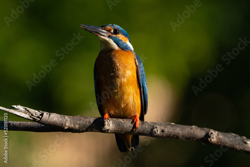 kingfisher on a branch near the river waiting for a fish in the sun photo