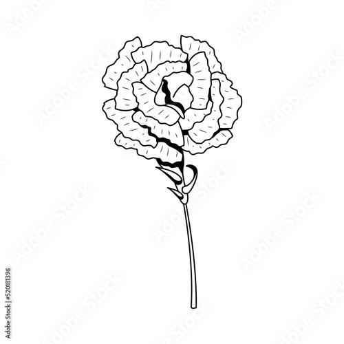 Abstract Hand Drawn Flower Plant Carnation Botanic Floral Nature Bloom Doodle Concept Vector Design Outline Style On White Background Isolated