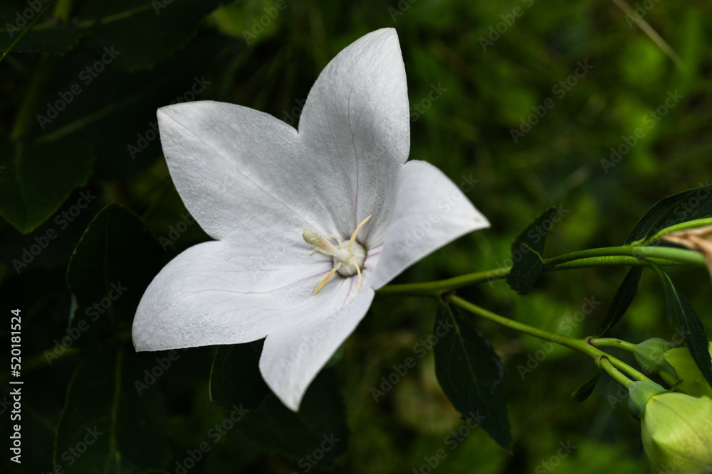 Fototapeta premium dipladenia