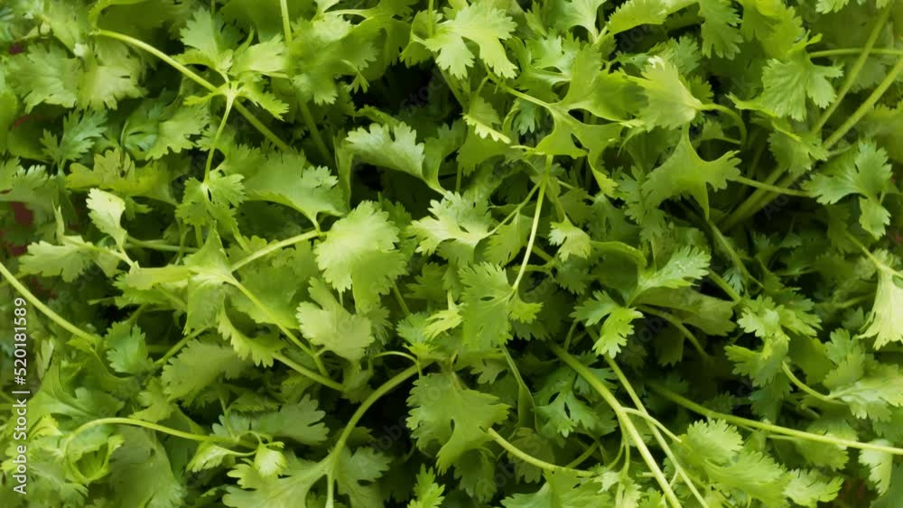 Freshly harvested organic coriander background. Top view, table spin. Freshly harvested organic coriander background. Top view, table spin.