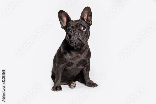Сute black dog  french bulldog breed on a white background. © Olha