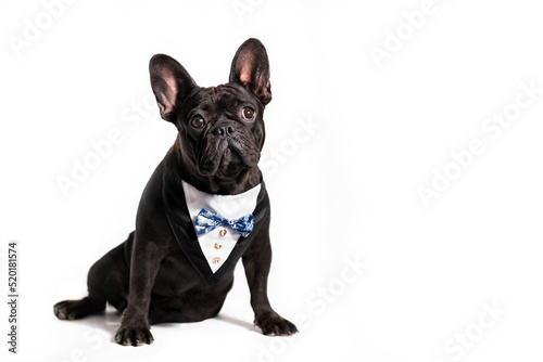 Сute black dog french bulldog breed on a white background.Funny puppy in in costume.