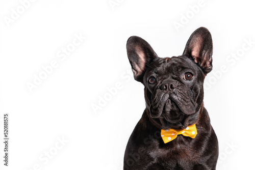 Сute black dog  french bulldog breed on a white background.Funny puppy in 
in costume.