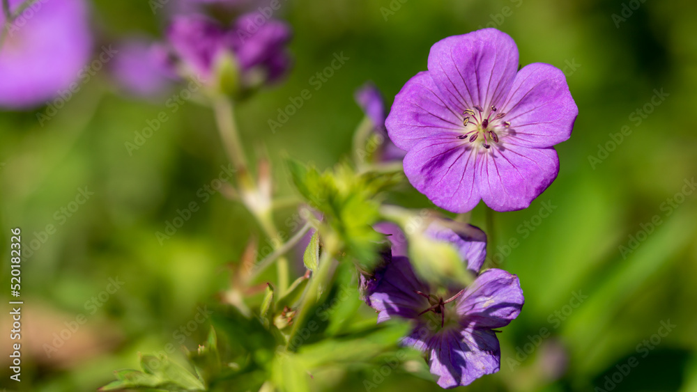 小さな紫色の花、存在感は大きい