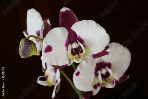 Magenta and white orchid isolated on black background