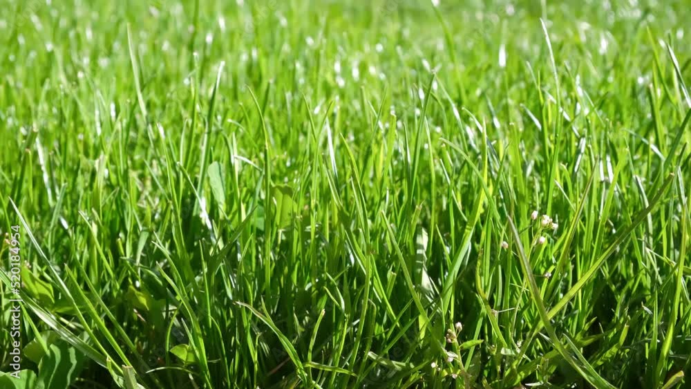 Movement in green grass. Lush healthy lawn. Natural atmospheric background. Side view. Garden care. Growing cereal. Video footage 4K. Land cover. Freshness of summer season. Close-up. Sport field. Movement in green grass. Lush healthy lawn. Natural atmospheric background. Side view. Garden care. Growing cereal. Video footage 4K. Land cover. Freshness of summer season. Close-up. Sport field.