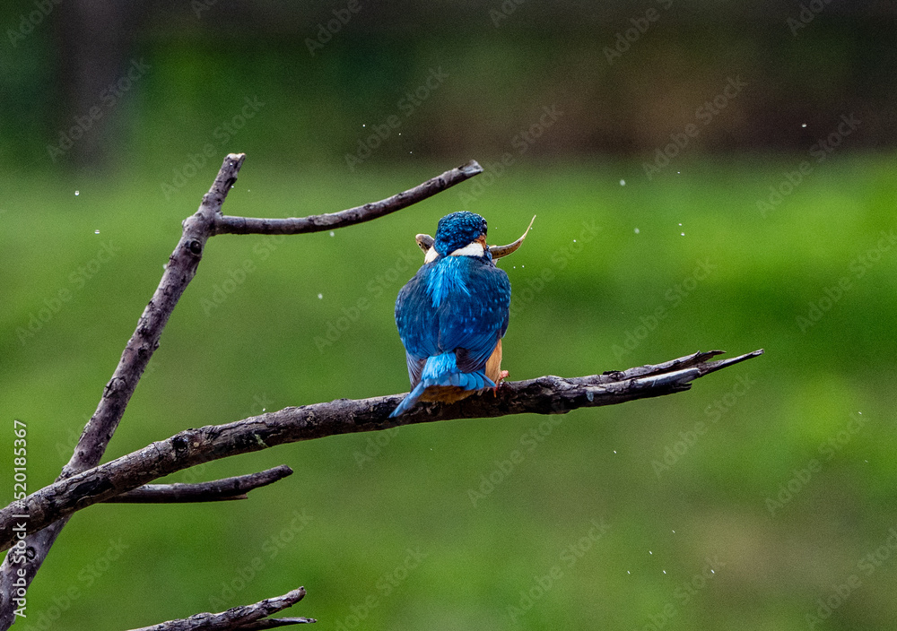 Obraz premium kingfisher eating a fish