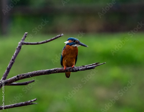 kingfisher waiting for fish on a branch