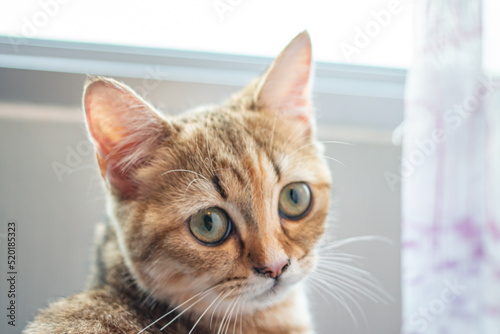 Lonely cat wants a friend to play with.